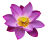transparent-lotus-flower-summer-flower-5f2b74fa005374.4735564615966835140013